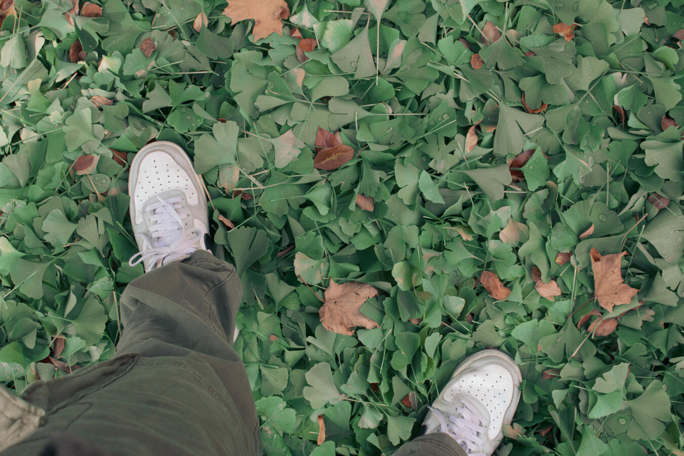 Person's feet in white sneakers and green pants standing on a bed of green ginkgo leaves with some brown leaves.