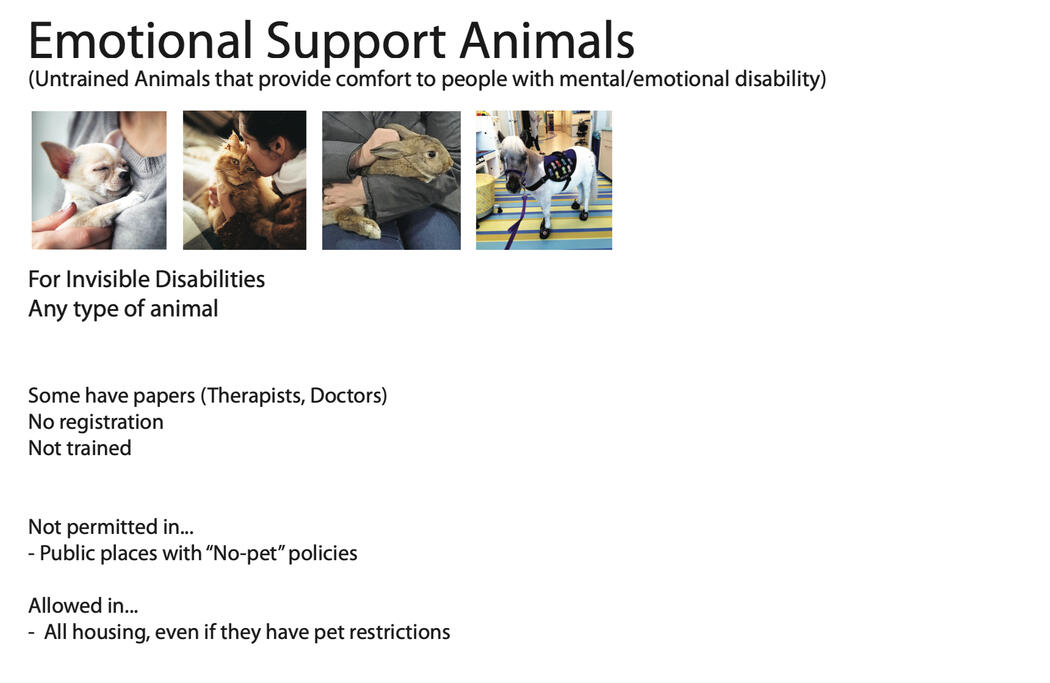 Moodboard showing information about Emotional Support Animals (ESAs). The title and description explains that ESAs are untrained animals used for comfort by people with emotional disabilities. The text explains info about ESAs.